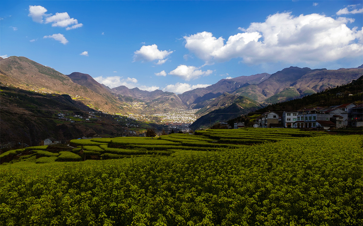 春之歌______那一抹醉人的金黄