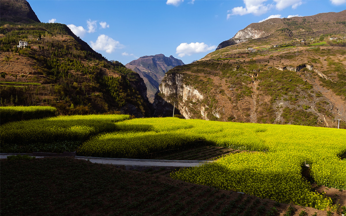 春之歌______那一抹醉人的金黄