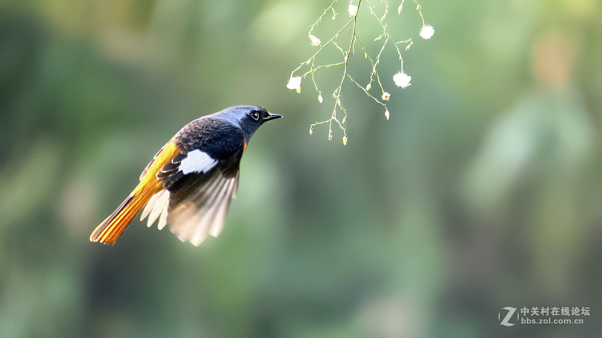 飞翔的北红（2）