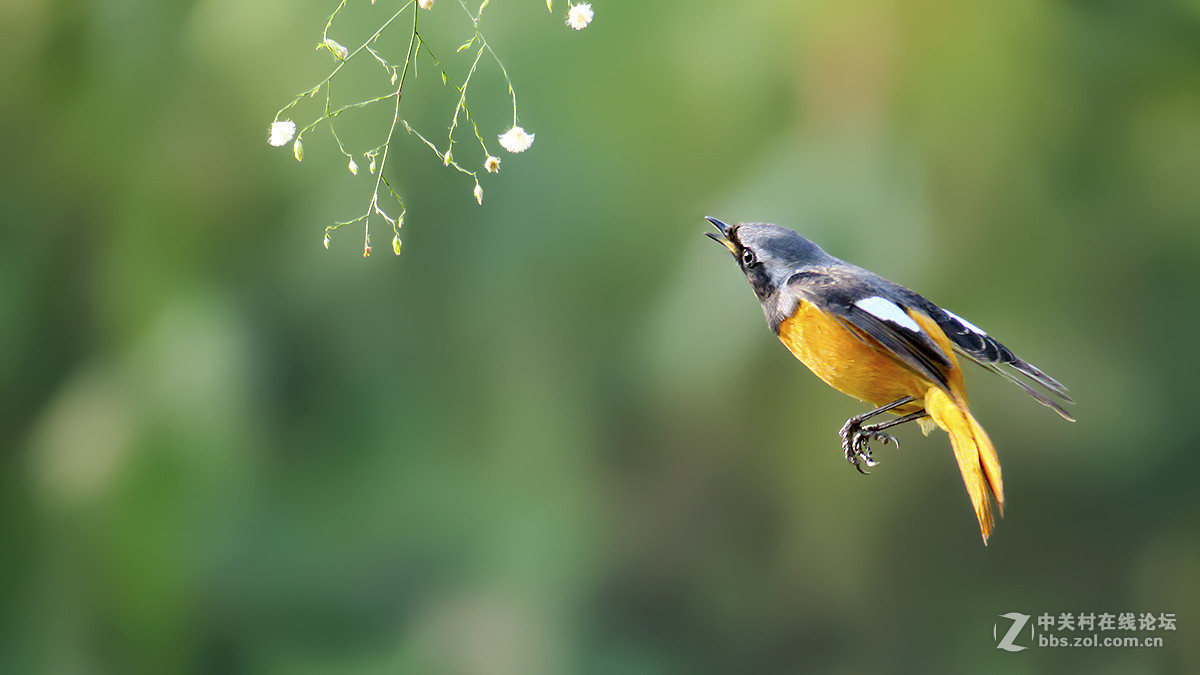飞翔的北红（2）
