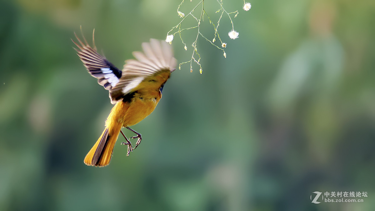 飞翔的北红（2）
