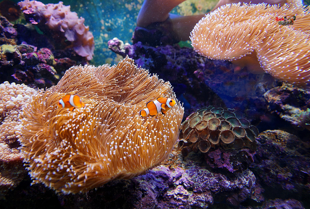 随拍七彩活珊瑚