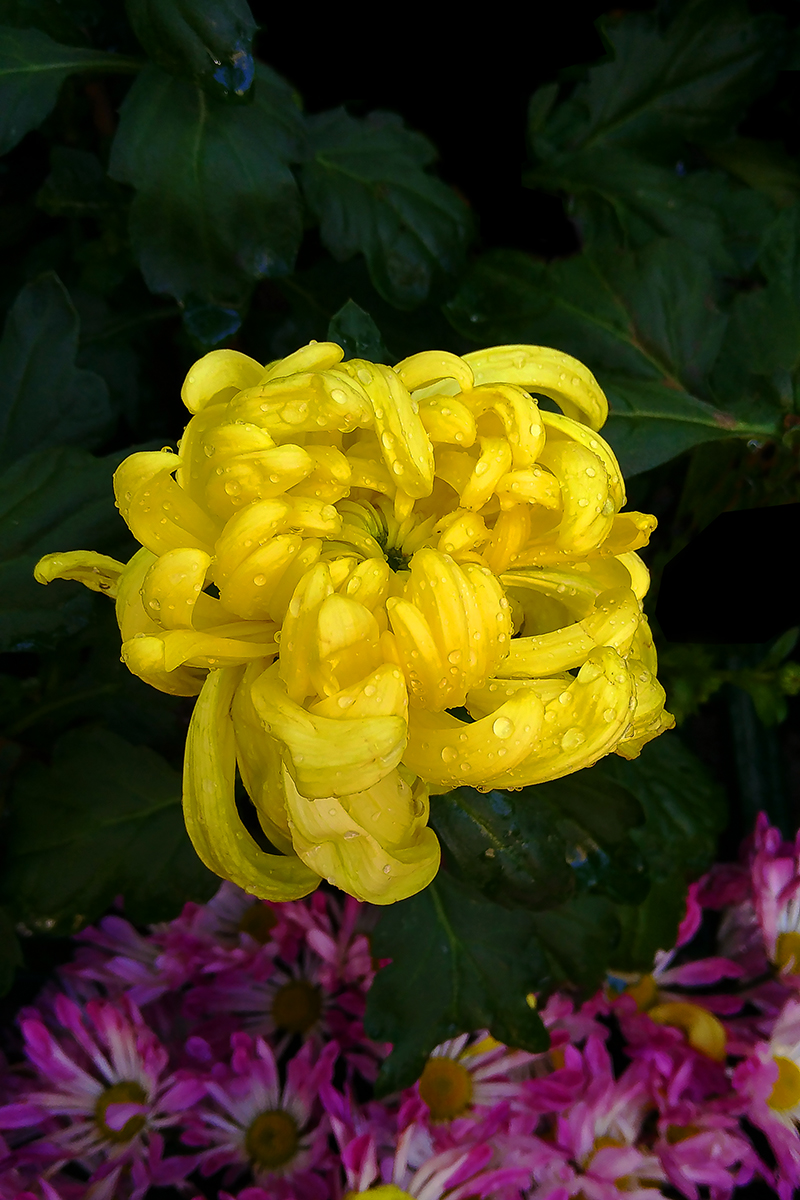 菊花2016（一）