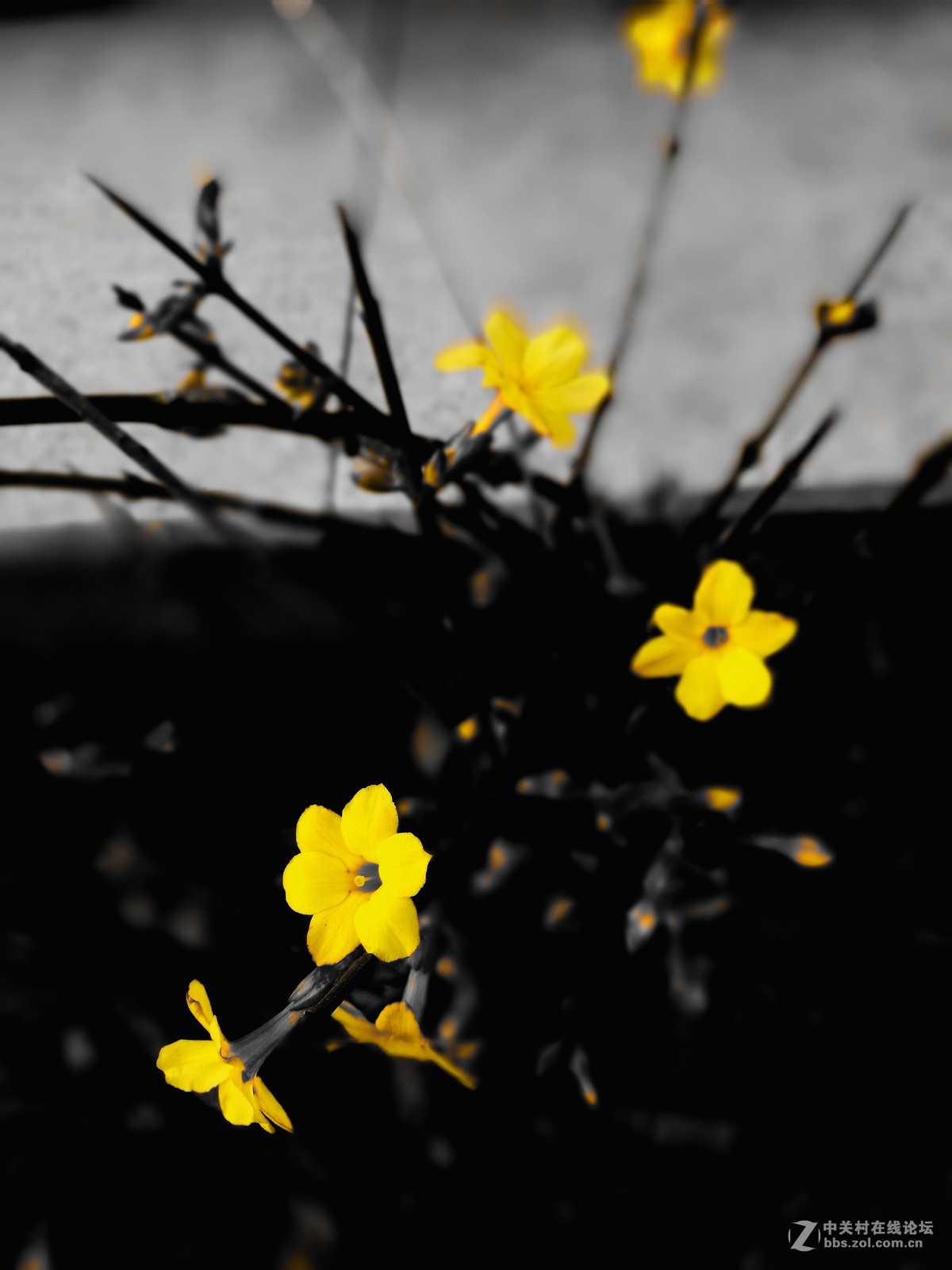 墙角的迎春花儿