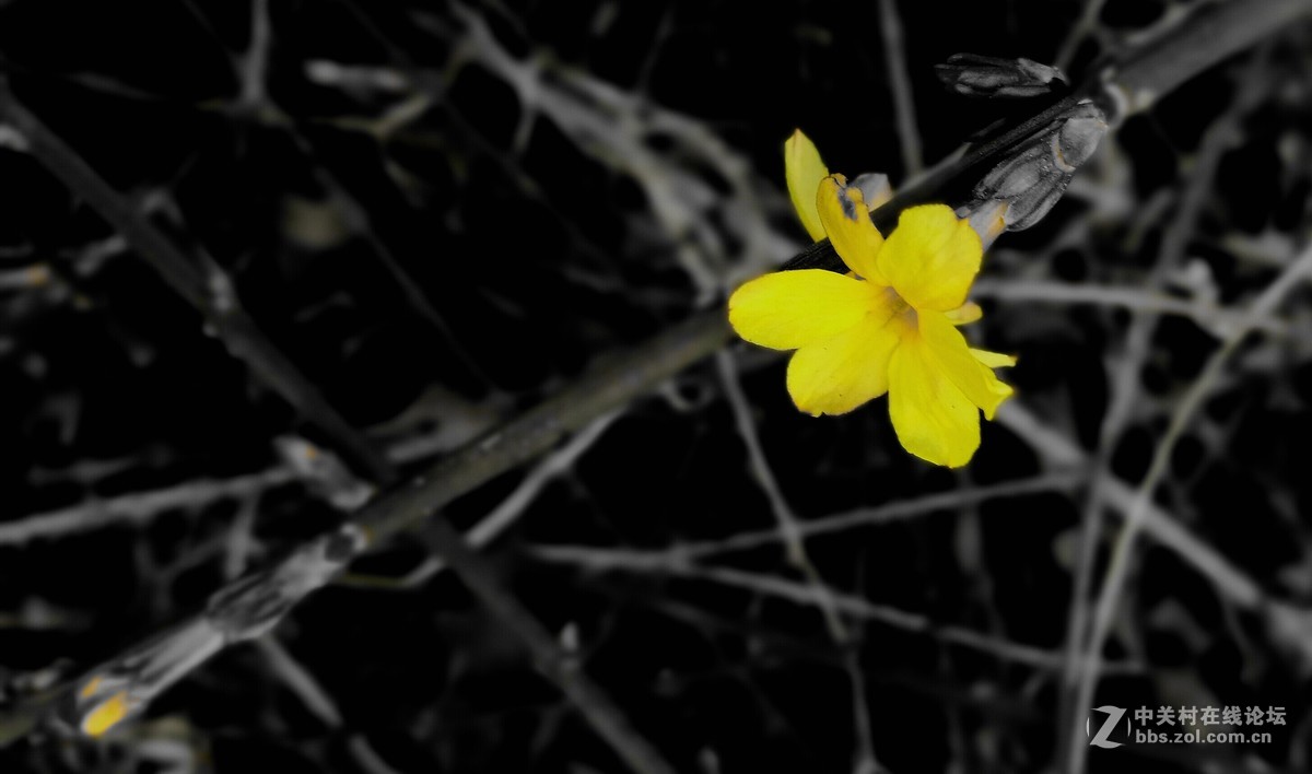 墙角的迎春花儿