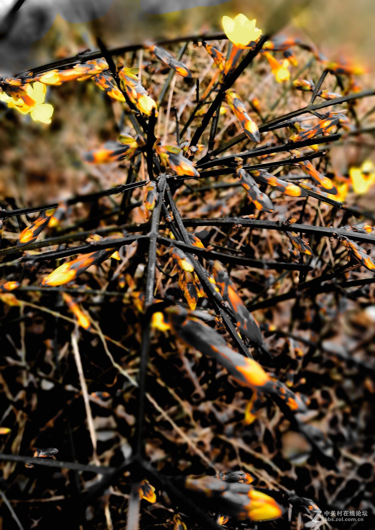 墙角的迎春花儿