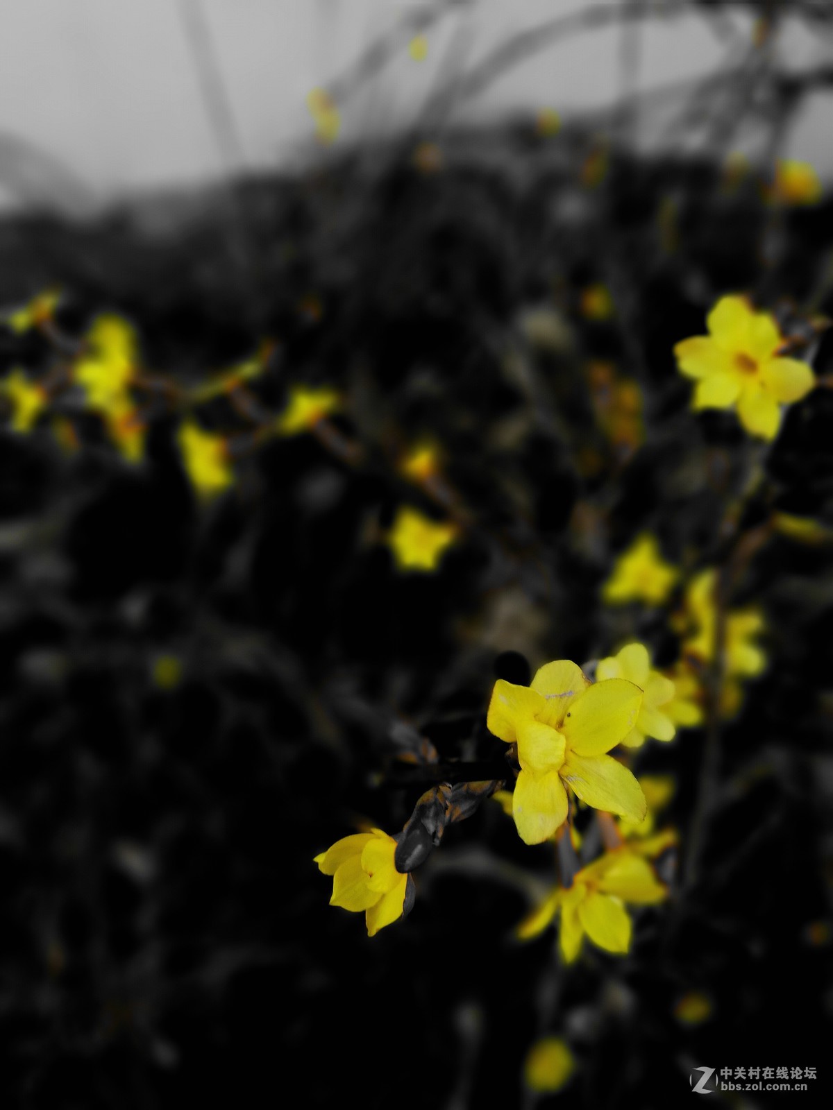 墙角的迎春花儿