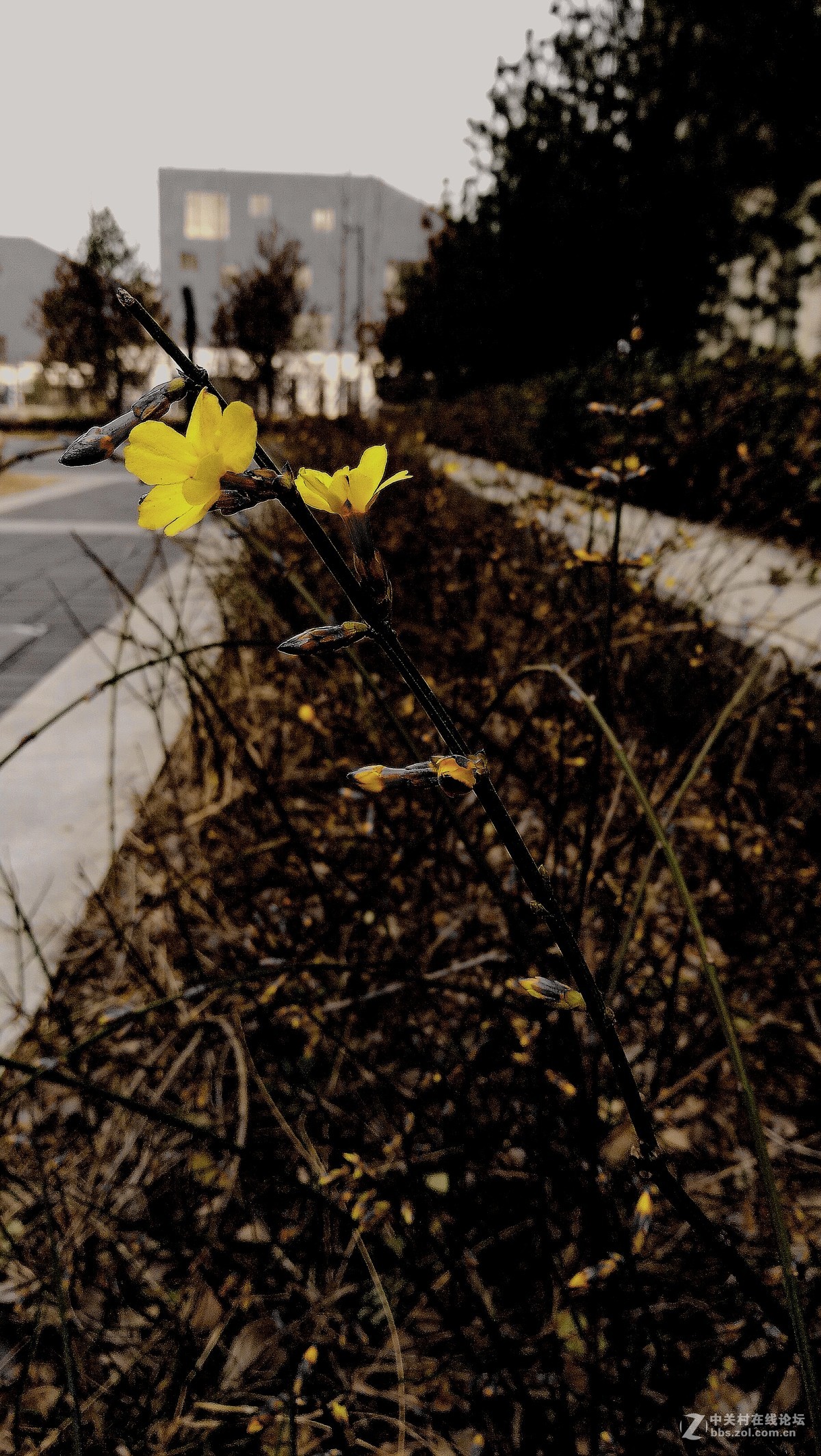 墙角的迎春花儿