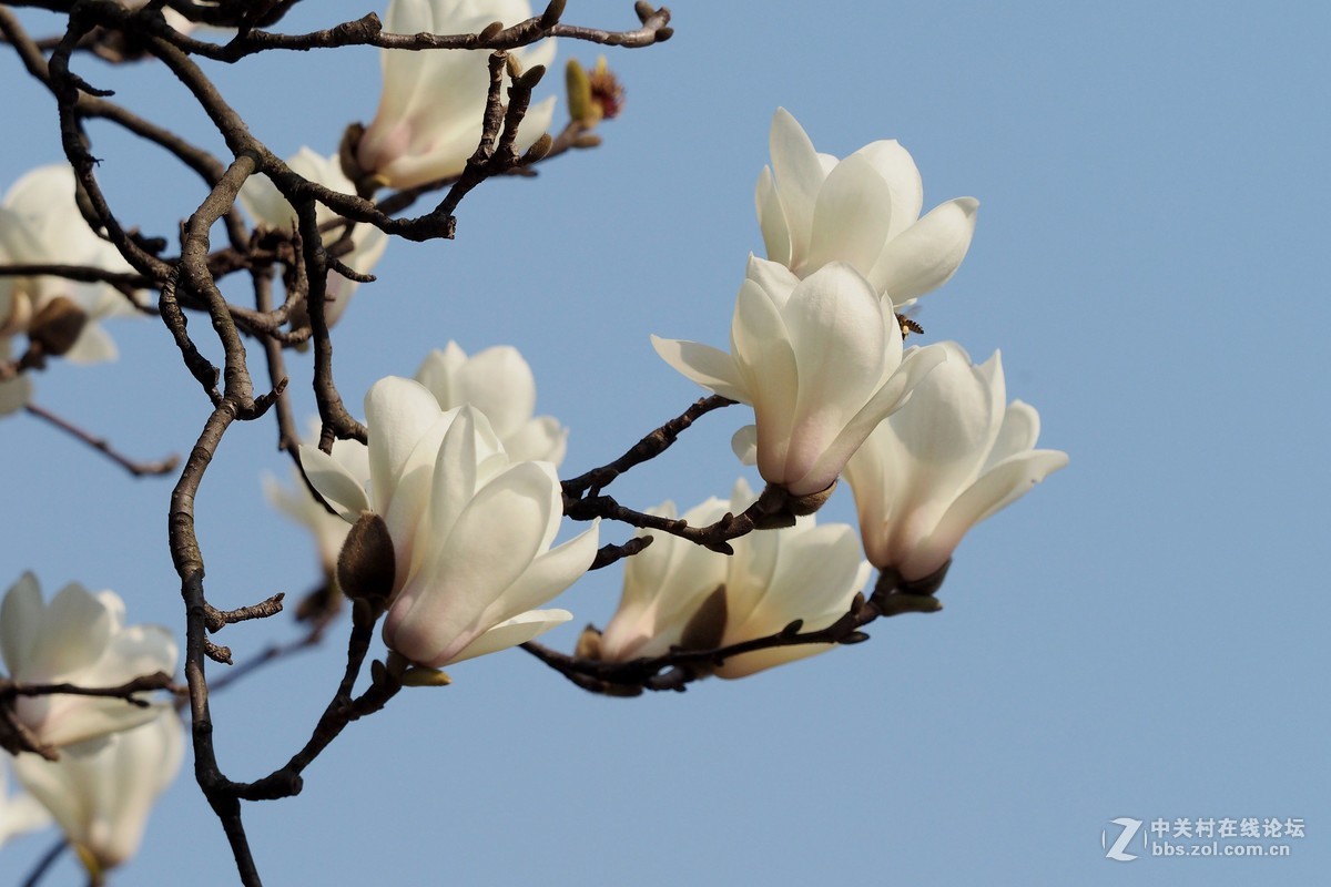 上海市花白玉兰