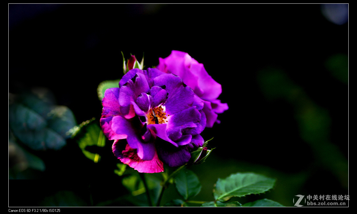 月 季 花