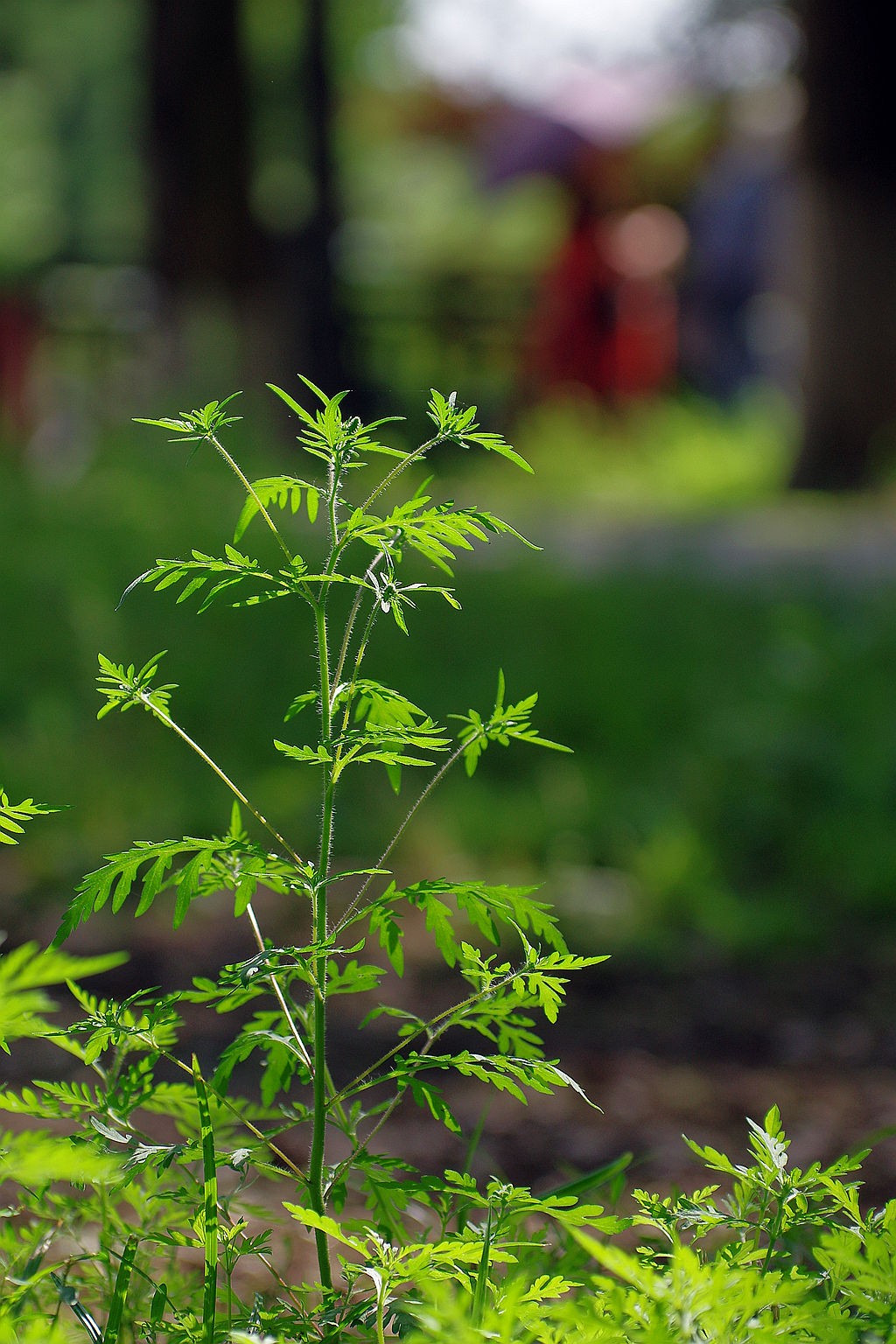 一花一世界，一草一枯荣（50 135第二次试拍）
