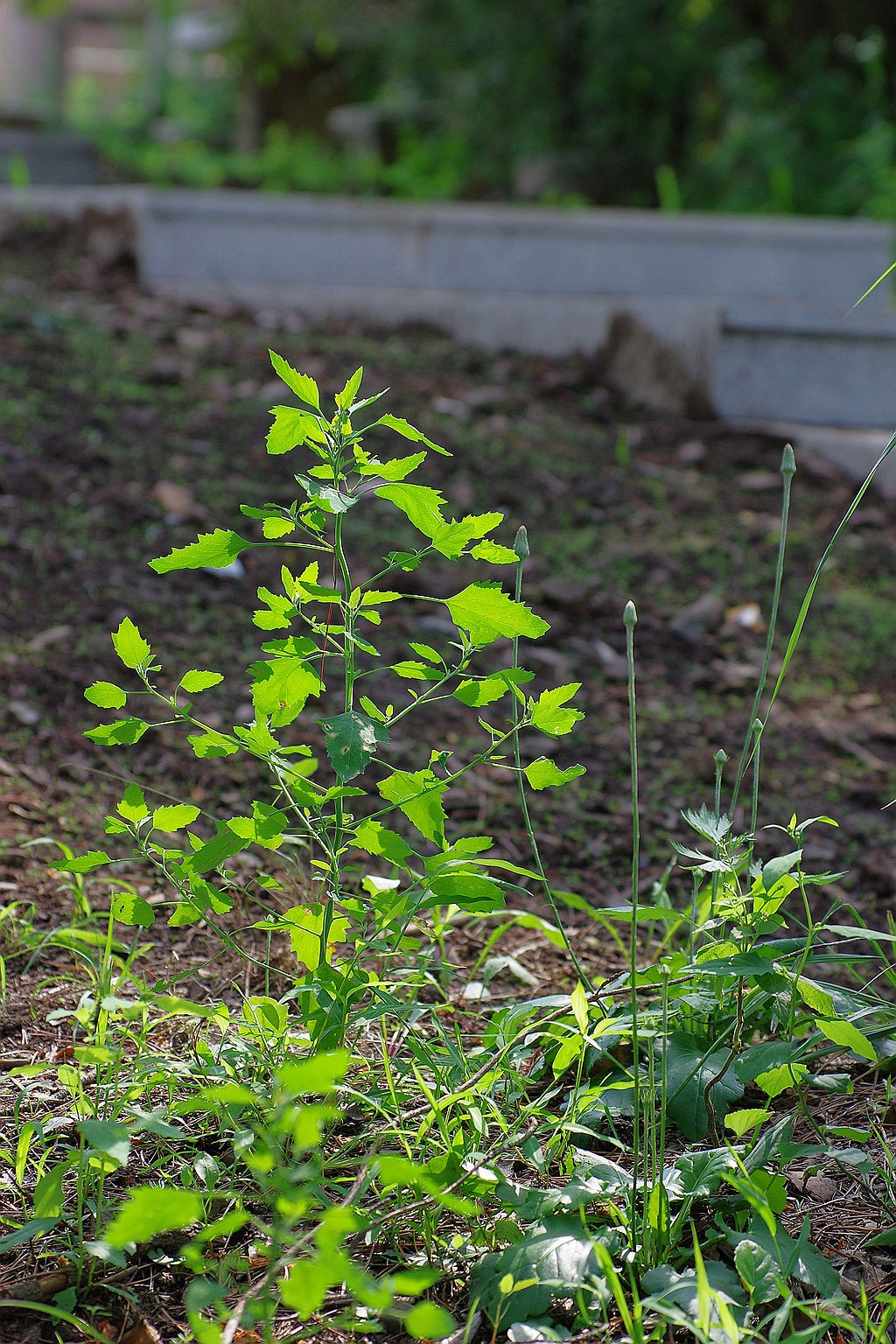一花一世界，一草一枯荣（50 135第二次试拍）