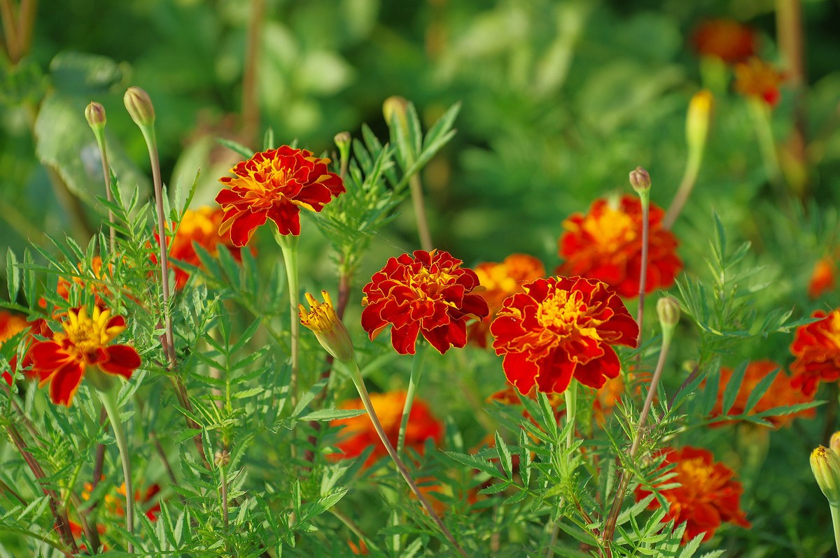 一花一世界，一草一枯荣（50 135第二次试拍）