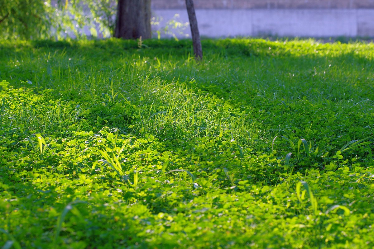 一花一世界，一草一枯荣（50 135第二次试拍）