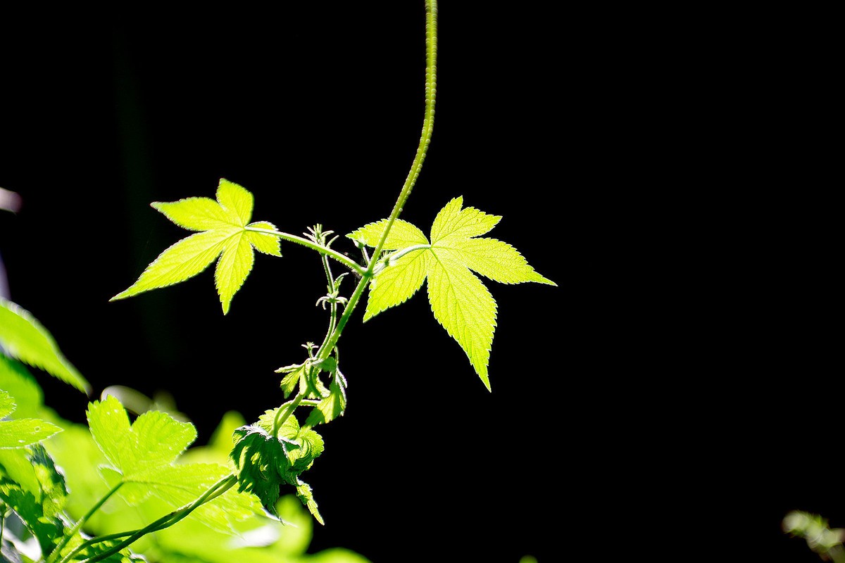 一花一世界，一草一枯荣（50 135第二次试拍）