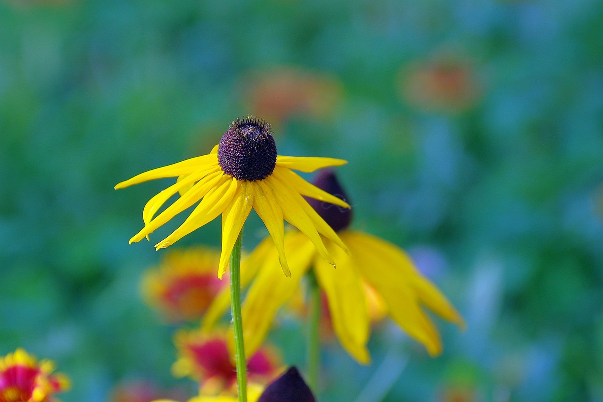 一花一世界，一草一枯荣（50 135第二次试拍）
