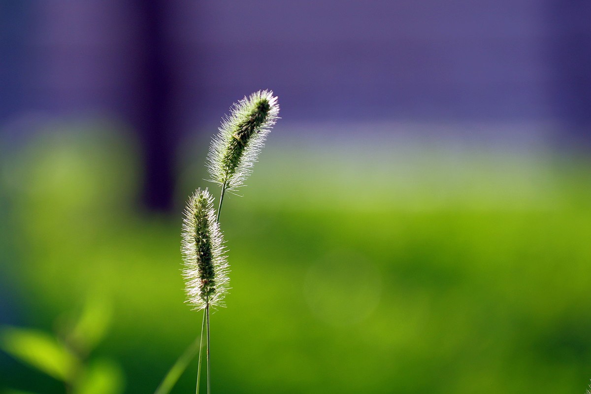 一花一世界，一草一枯荣（50 135第二次试拍）