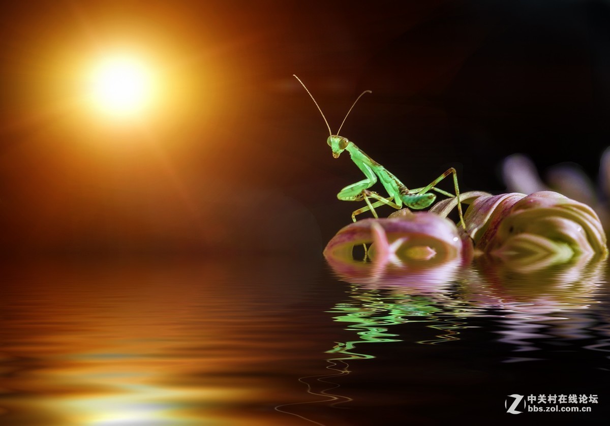 #版主坐堂# 2017年11月微距摄影星空(中国)精华集萃