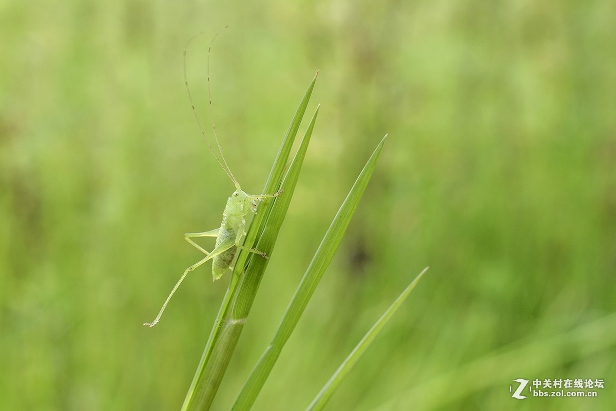 #版主坐堂# 2017年11月微距摄影星空(中国)精华集萃
