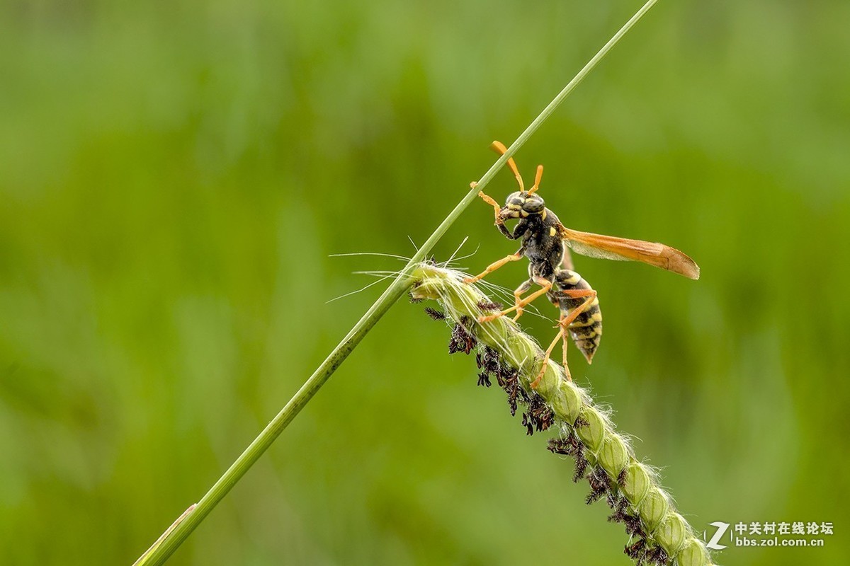 #版主坐堂# 2017年11月微距摄影星空(中国)精华集萃