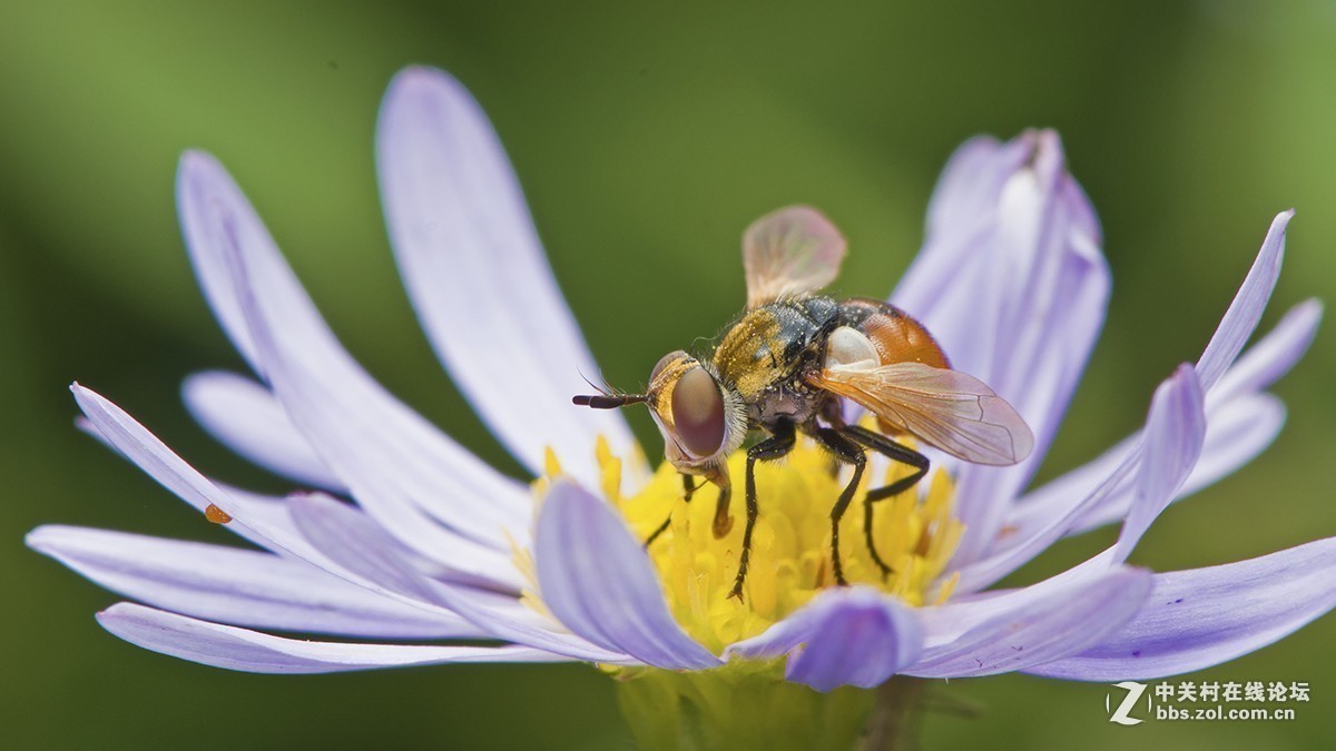 #版主坐堂# 2017年11月微距摄影星空(中国)精华集萃