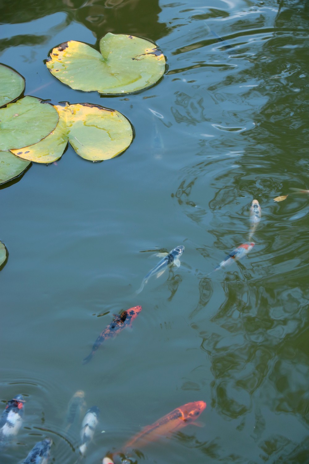 鱼戏莲叶东鱼戏莲叶西