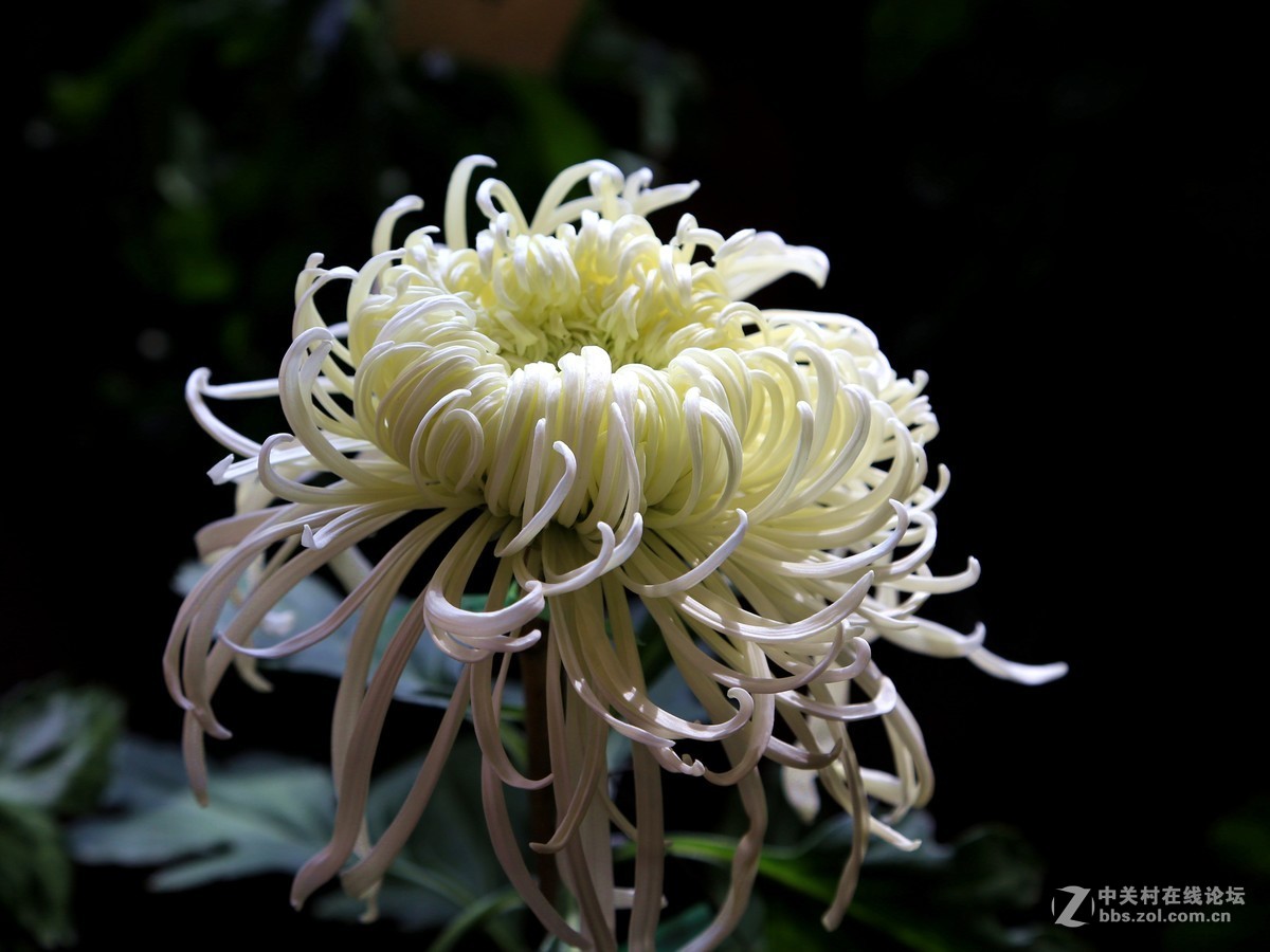 秋菊