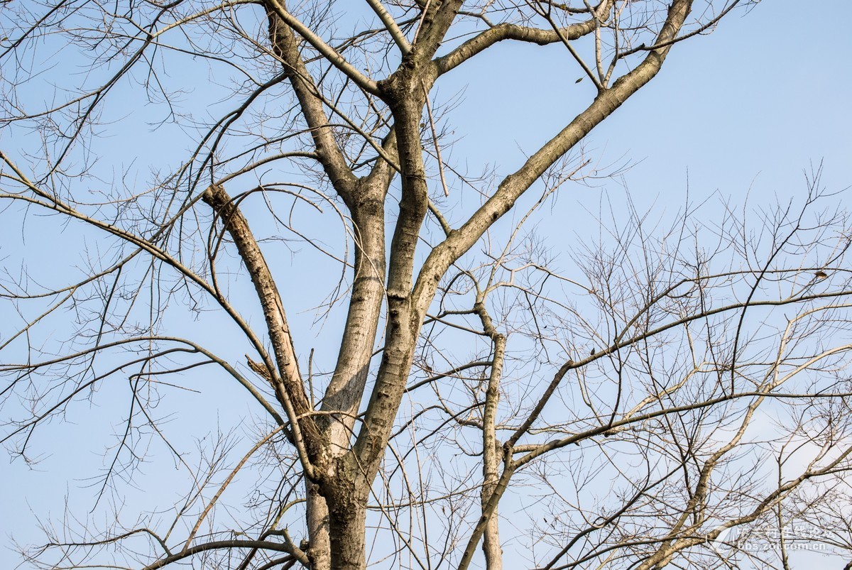 今天发现D80不能对焦了，重置后正常了，试机正常，失而复得大喜！！