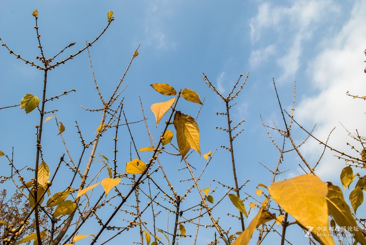 今天发现D80不能对焦了，重置后正常了，试机正常，失而复得大喜！！