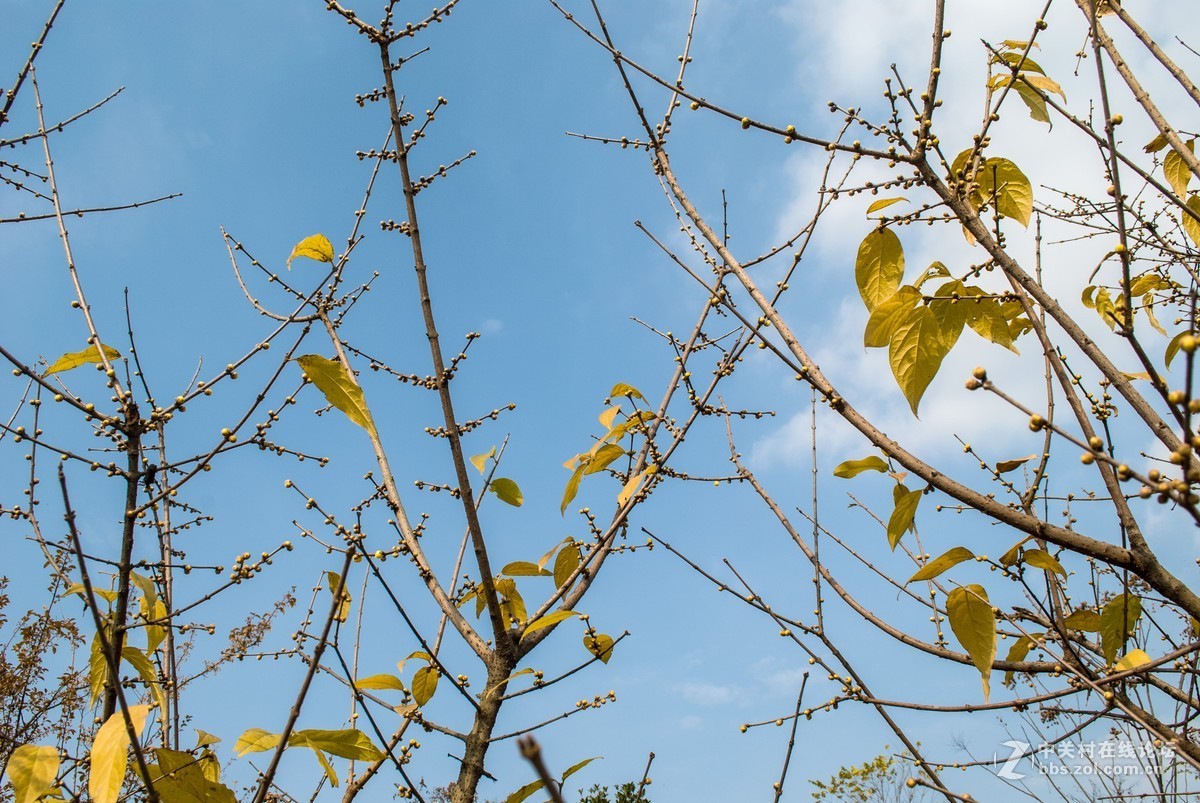 今天发现D80不能对焦了，重置后正常了，试机正常，失而复得大喜！！