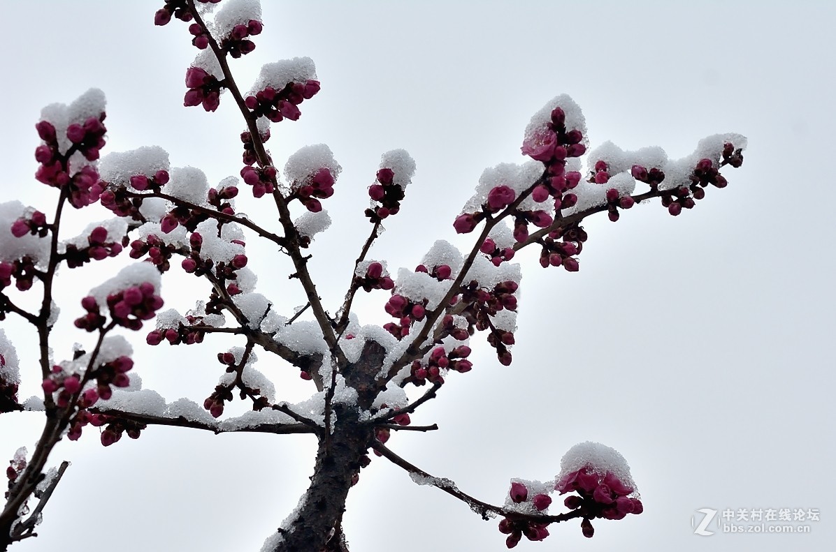 在發一組傲雪寒梅