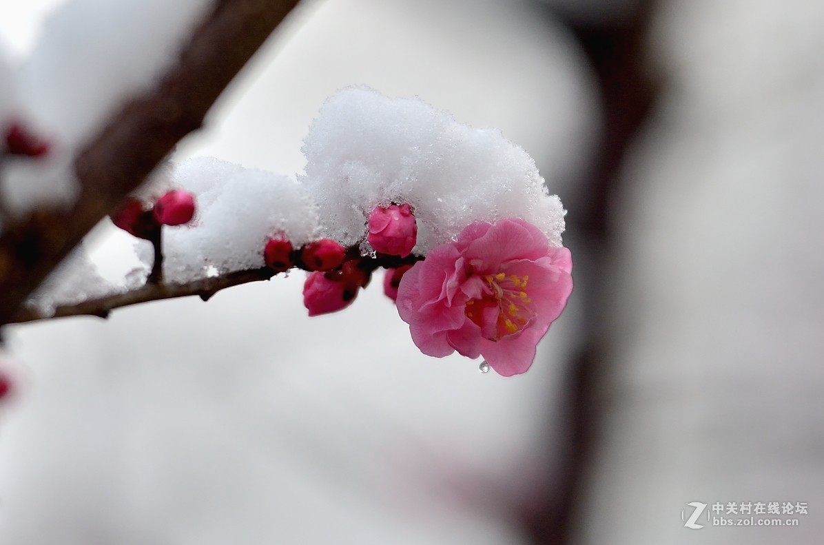 在發一組傲雪寒梅