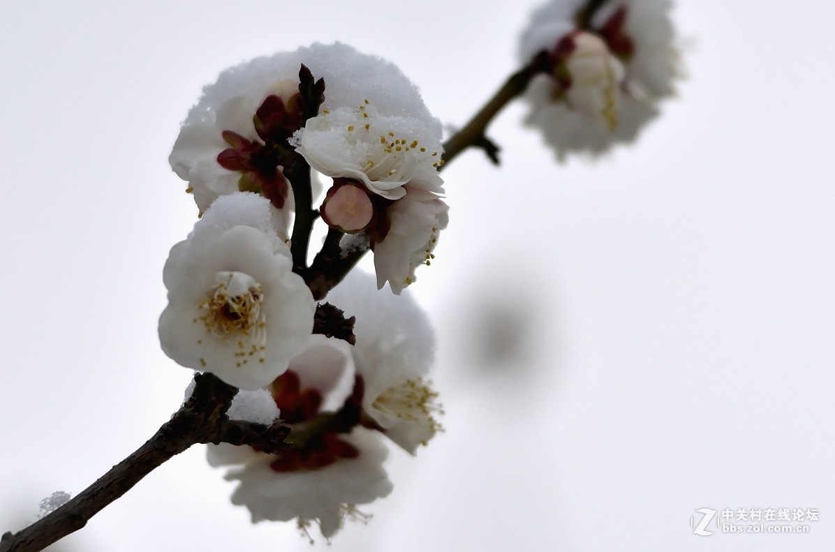 在發一組傲雪寒梅