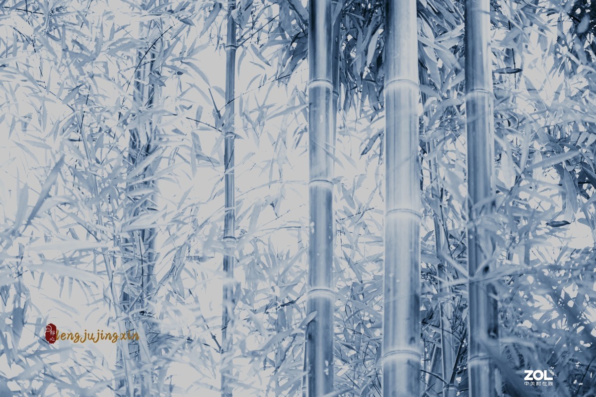 摄于人民公园—竹生空野外，梢云耸百寻。无人赏高节，徒自抱贞心。——《竹》