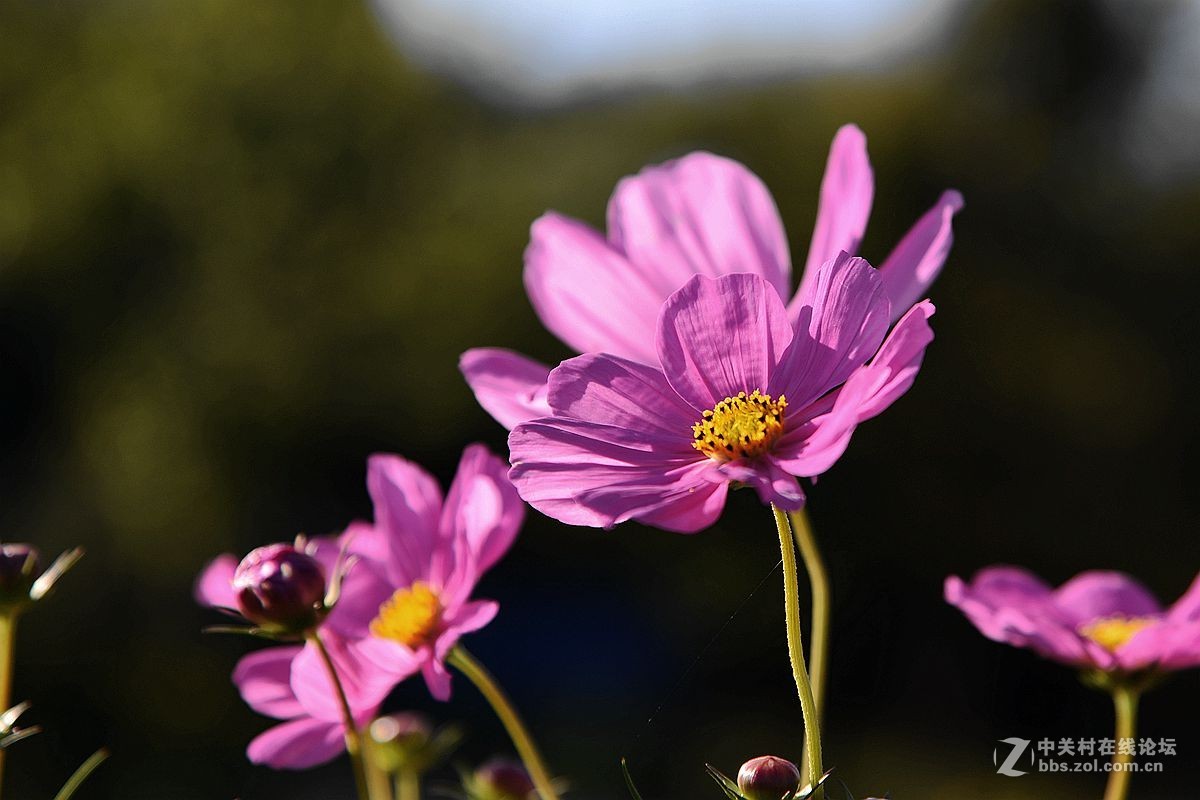 一组美丽的格桑花献给“119”消防宣传日——向英勇消防官兵们致敬！