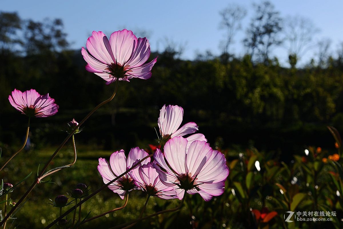 一组美丽的格桑花献给“119”消防宣传日——向英勇消防官兵们致敬！