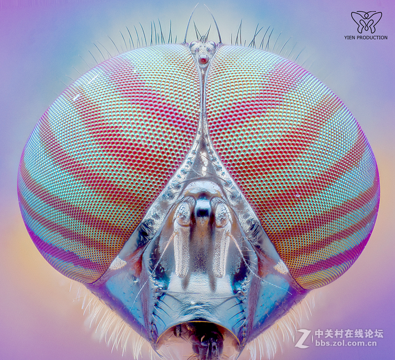 显微摄影—科研好帮手-中关村在线摄影论坛