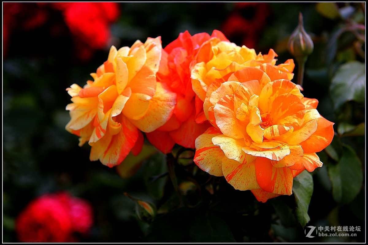 月季花