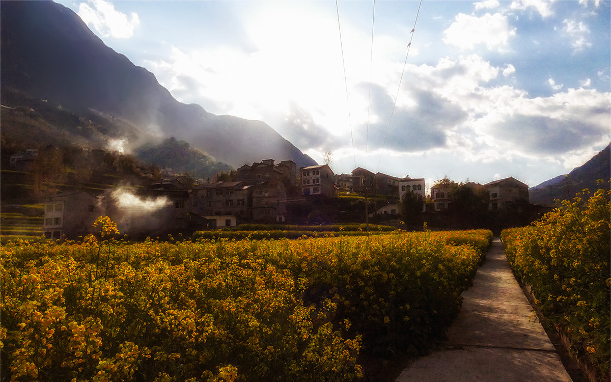 春之歌______那一抹醉人的金黄