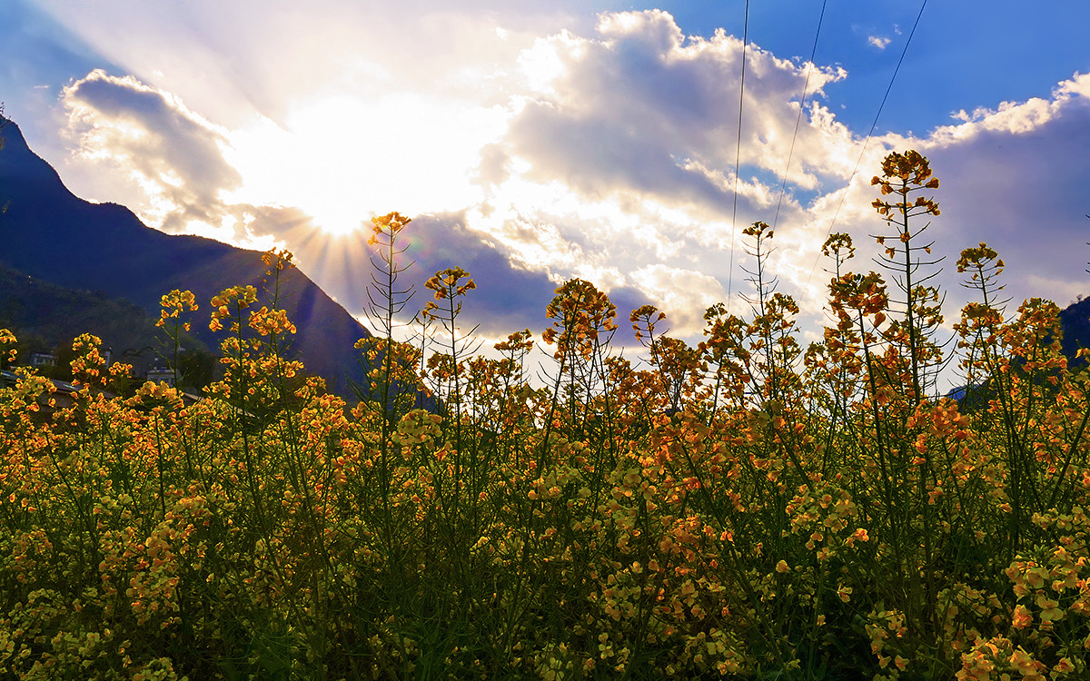 春之歌______那一抹醉人的金黄