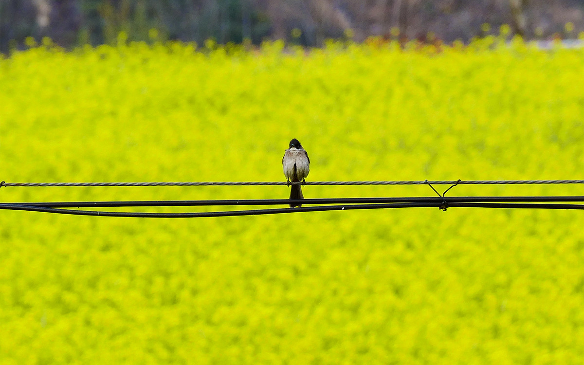 春之歌______那一抹醉人的金黄