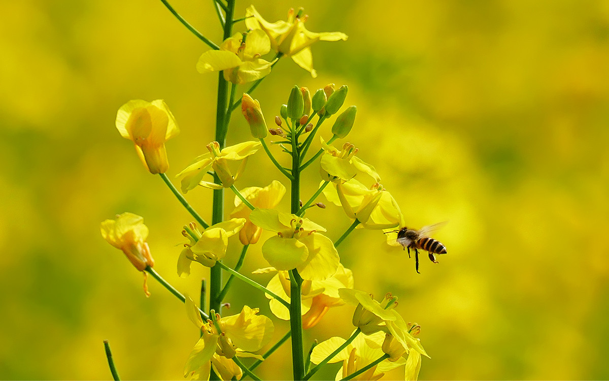春之歌______那一抹醉人的金黄