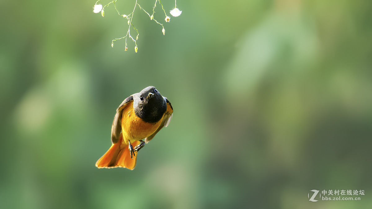 飞翔的北红（2）