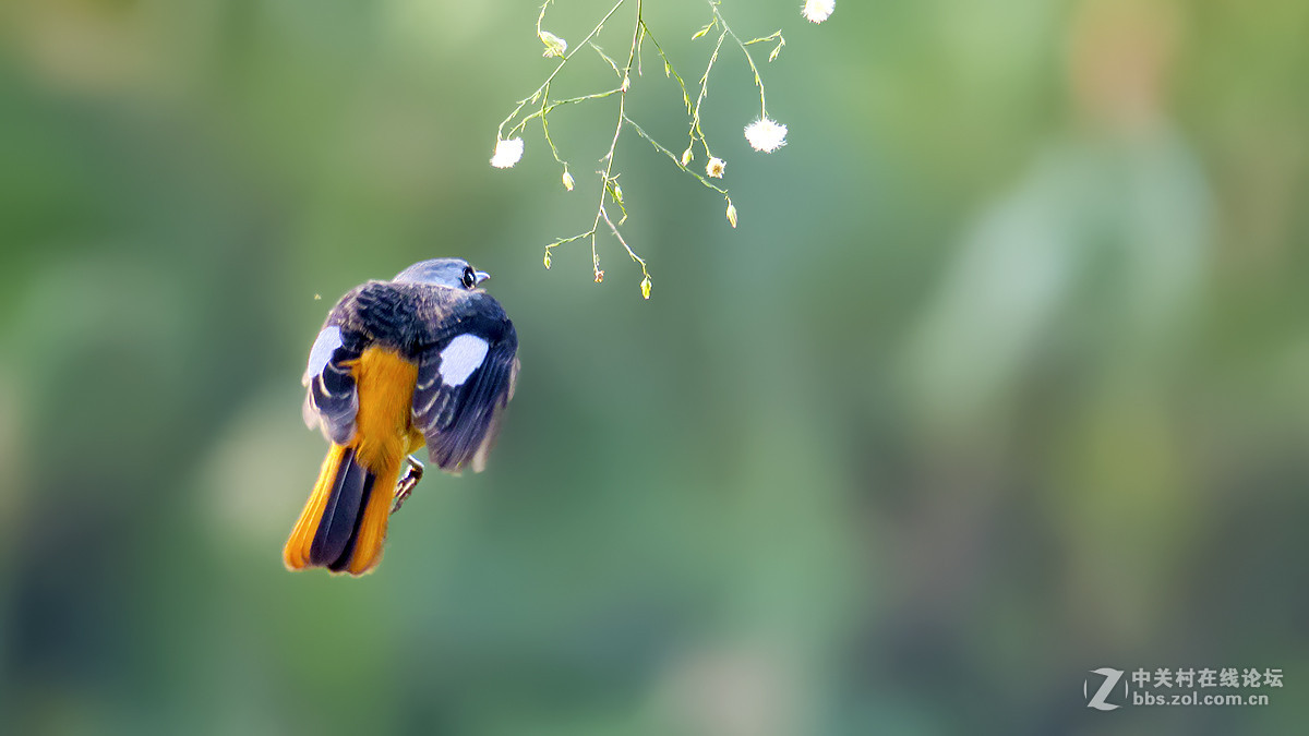 飞翔的北红（2）