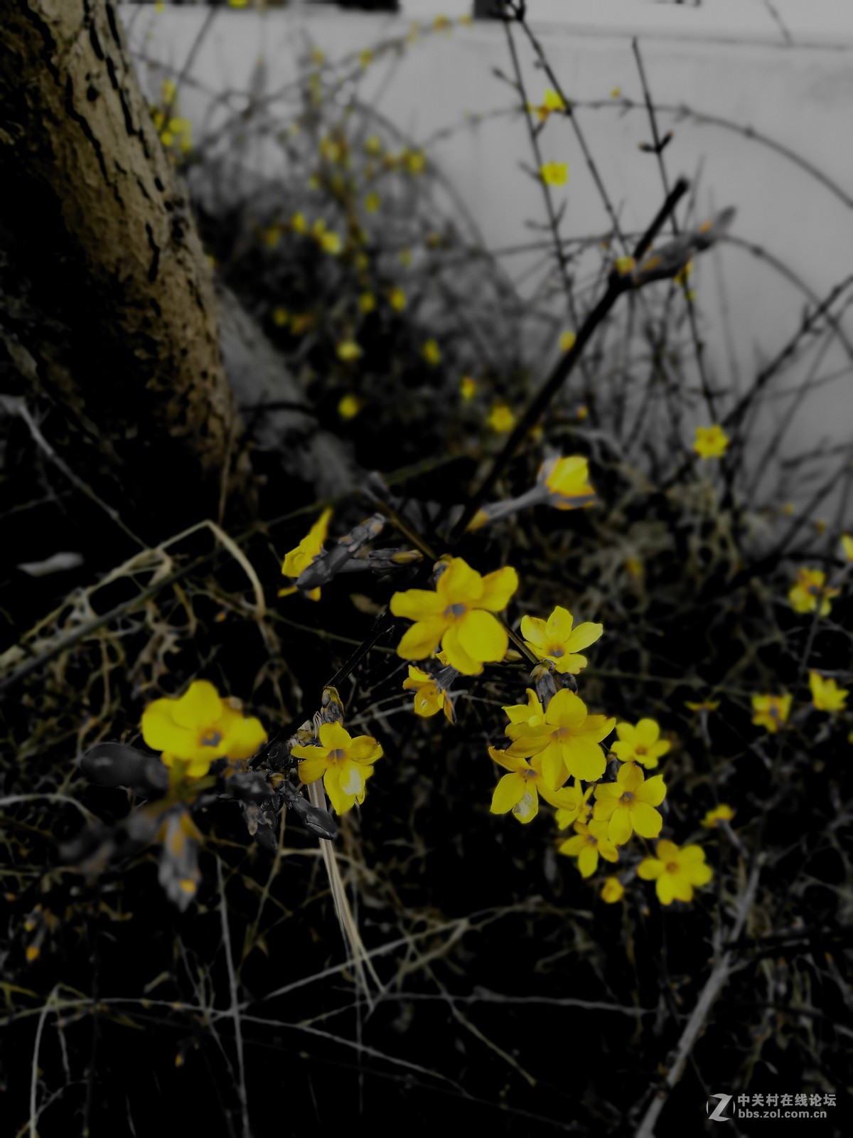 墙角的迎春花儿