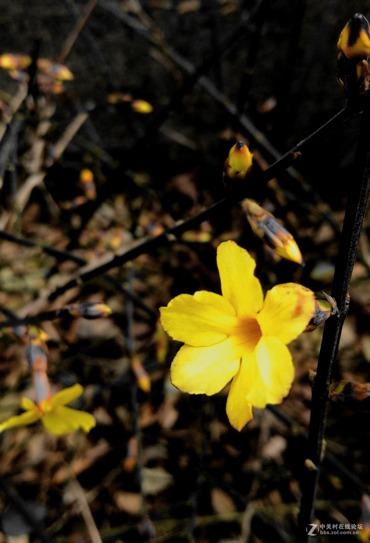 墙角的迎春花儿