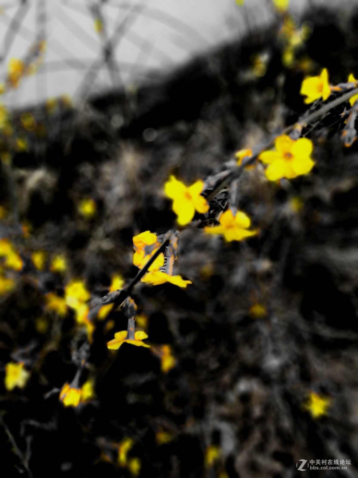 墙角的迎春花儿