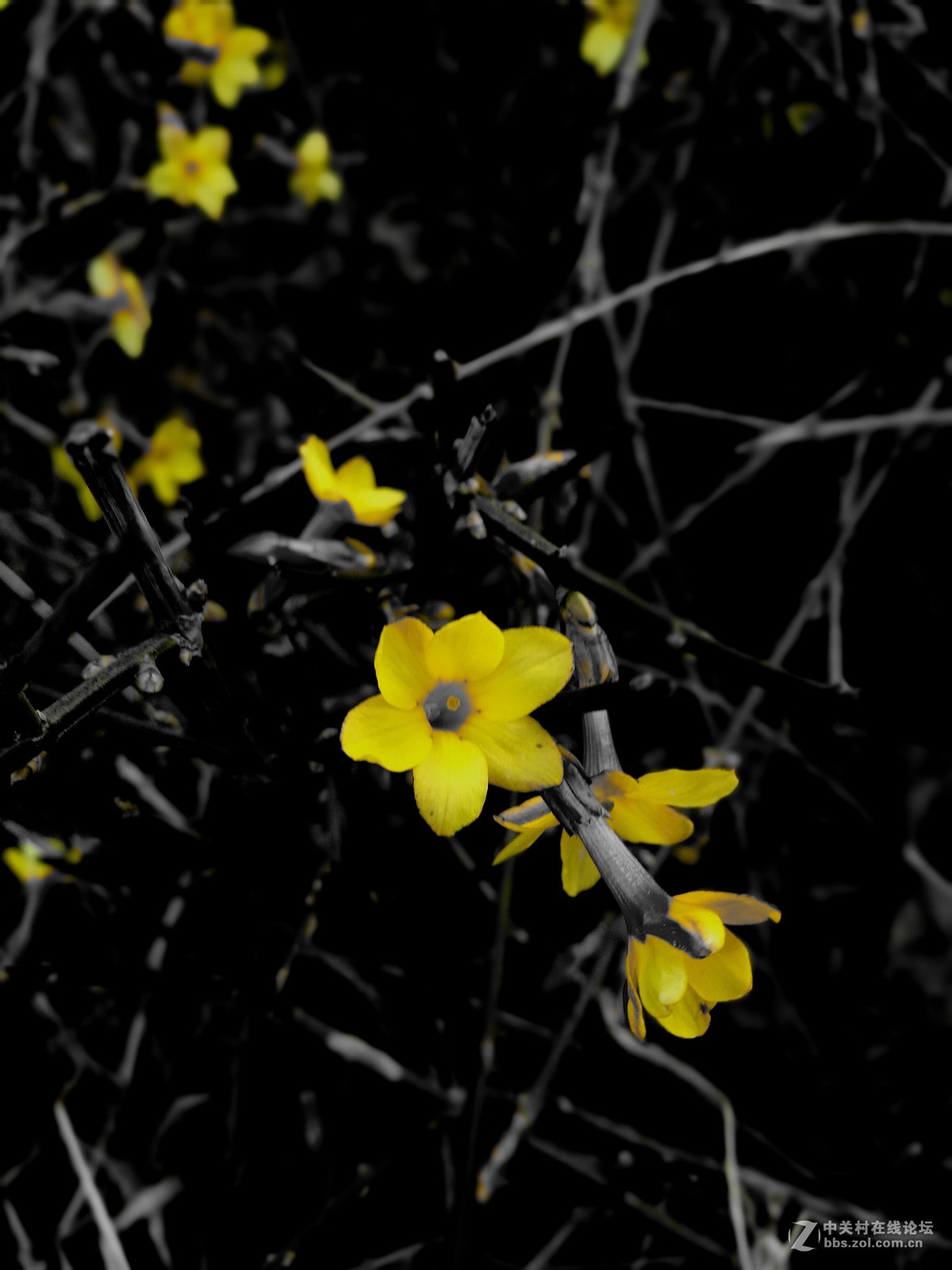 墙角的迎春花儿