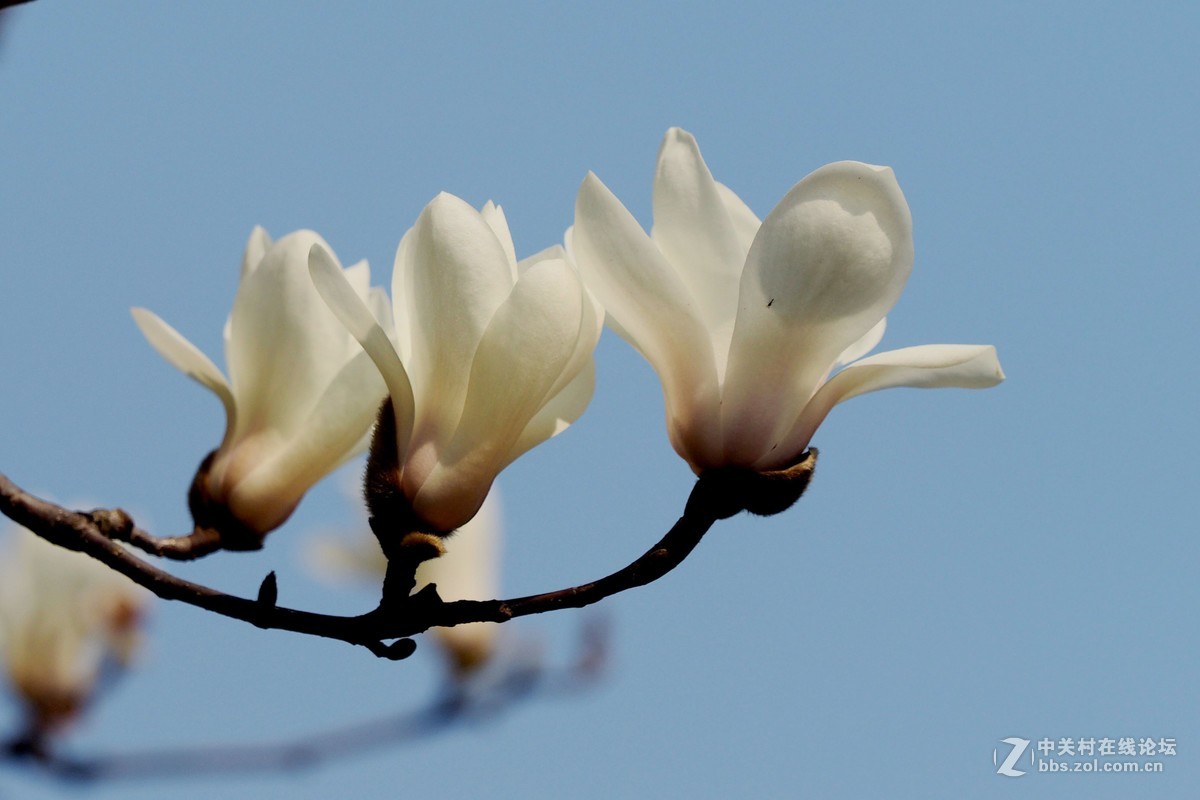 上海市花白玉兰