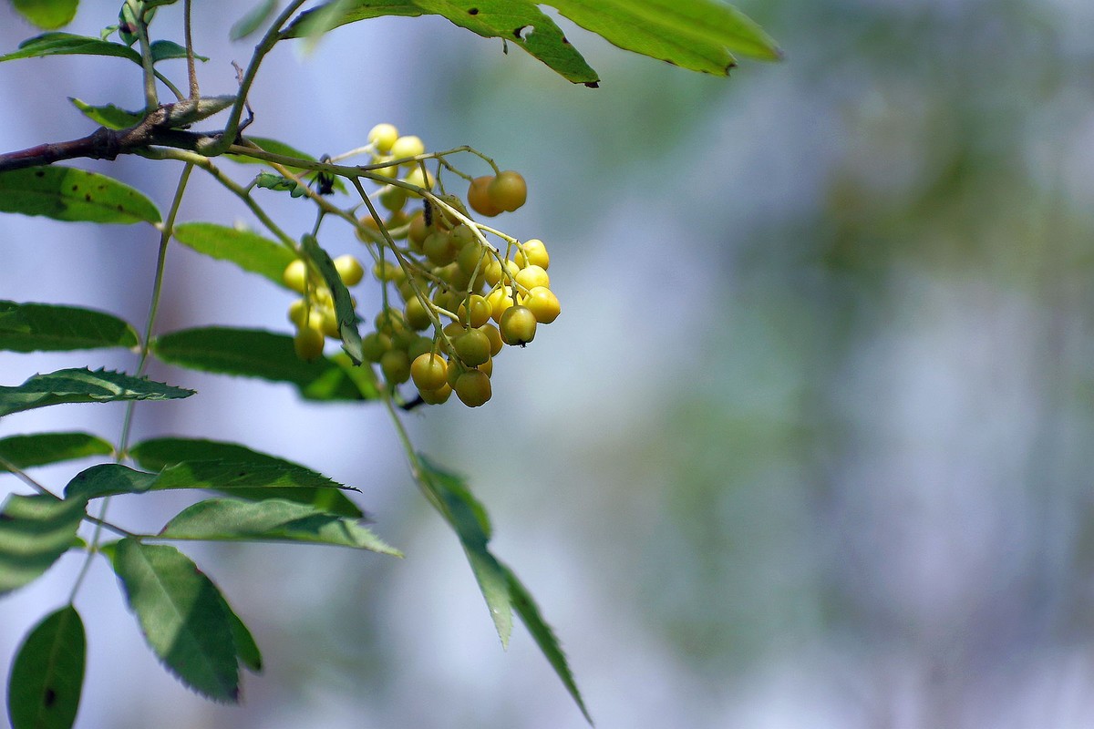 一花一世界，一草一枯荣（50 135第二次试拍）